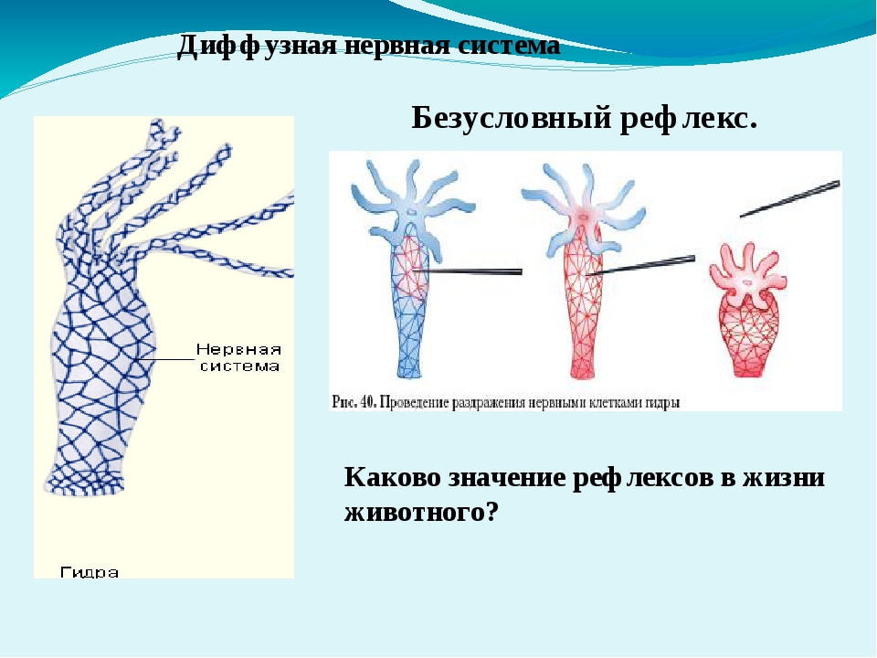 Kraken krn