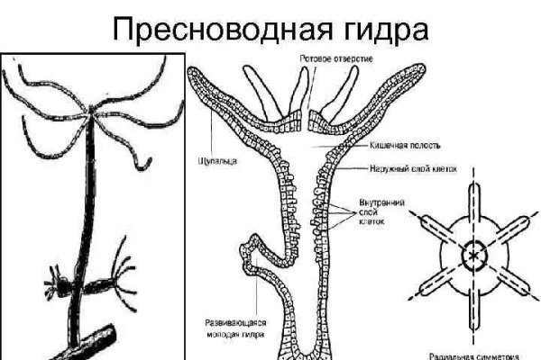 Найдется все кракен