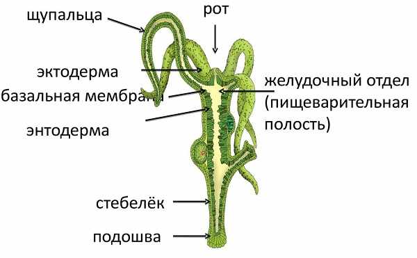 Кракен зеркало прокатис